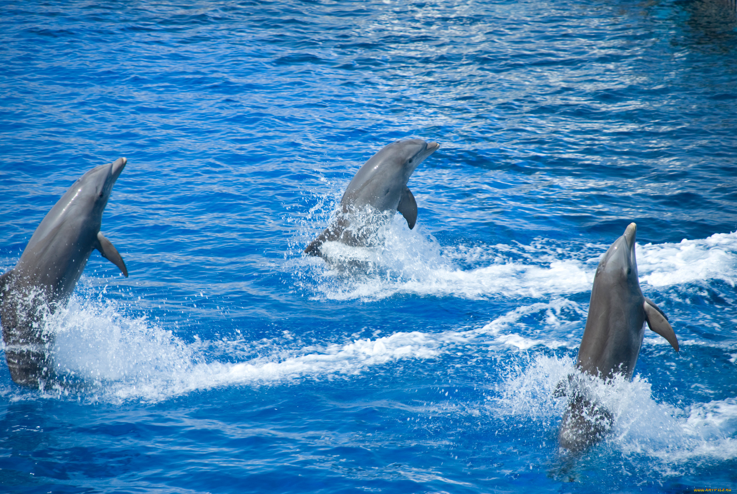 Дельфины живут в море. Длинномордый Дельфин. Дельфины в море. Дельфины фото. Красивые дельфины.